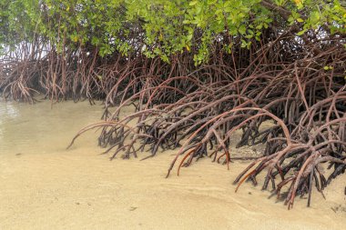 Uzun mangrov ağaçlarının köklerine yaklaş. Mangrove 'da sular çekildiğinde. Mangrove ve kökleri kumda, Lombok, Endonezya. Kırmızı mangrov, Rhizophora ezmesi. Projeniz için en iyi arkaplan.