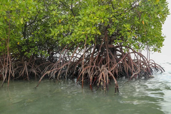 Manglar Aguas Poco Profundas Del Océano Índico Raíces Los Manglares — Foto de Stock