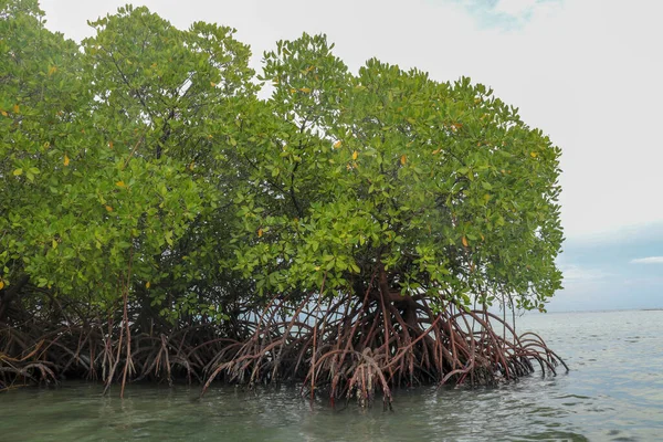 Mangrove Grunt Vatten Indiska Oceanen Rötter Gröna Mangrove Buskar Över — Stockfoto