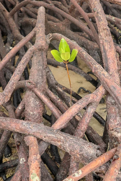 Young mangrove. A young sprout of mangroves in the safety of the roots of other mangrove shrubs. Close up of a small Red Rhizophora plant among tangle of roots. Beginning life of a new plant.