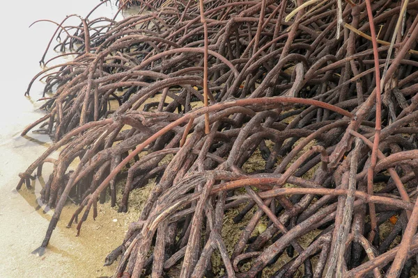 Close up of long mangrove tree roots. Mangrove at low tide. Mangrove and roots on sand, Lombok, Indonesia. Red mangrove, Rhizophora mangle. Best background for your project.