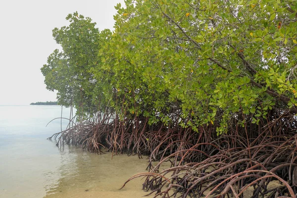 Close up of long mangrove tree roots. Mangrove at low tide. Mangrove and roots on sand, Lombok, Indonesia. Red mangrove, Rhizophora mangle. Best background for your project.