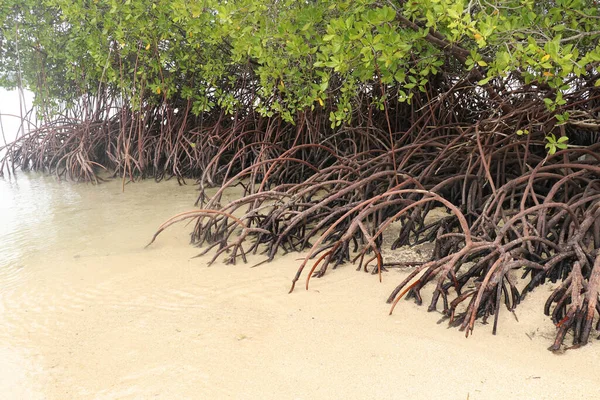 Close up of long mangrove tree roots. Mangrove at low tide. Mangrove and roots on sand, Lombok, Indonesia. Red mangrove, Rhizophora mangle. Best background for your project.
