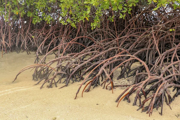 Närbild Långa Mangrove Träd Rötter Mangrove Vid Lågvatten Mangrove Och — Stockfoto