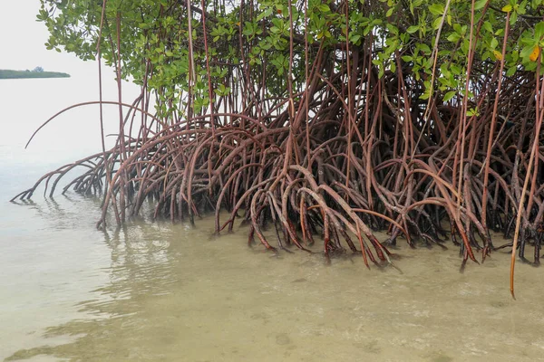 Close up of long mangrove tree roots. Mangrove at low tide. Mangrove and roots on sand, Lombok, Indonesia. Red mangrove, Rhizophora mangle. Best background for your project.