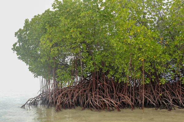 Mangrove Grunt Vatten Indiska Oceanen Rötter Gröna Mangrove Buskar Över — Stockfoto