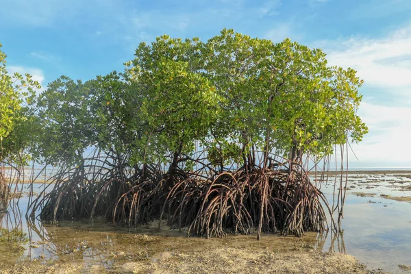 Mangrove Buskar Grunda Vatten Indiska Oceanen Vid Lågvatten Tid Öar — Stockfoto