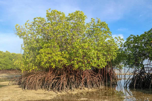 Hint Okyanusu Nun Sığ Sularında Gelgit Zamanında Mangrove Çalıları Deniz — Stok fotoğraf