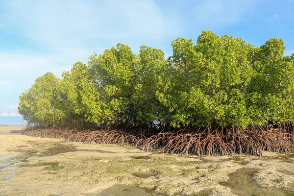 Mangrove Buskar Grunda Vatten Indiska Oceanen Vid Lågvatten Tid Öar — Stockfoto