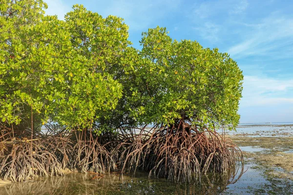 Arbustos Manglar Aguas Poco Profundas Del Océano Índico Momento Marea — Foto de Stock