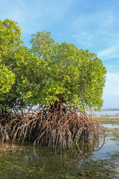 Hint Okyanusu 'nun sığ sularında gelgit zamanında Mangrove çalıları. Deniz suyu sızıntıları arasında kumlu kayalar var. Uzun köklerden oluşan yoğun karmaşalar. Sığ gölde yetişen mangrovlar.