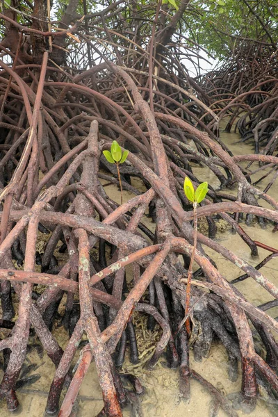 Zwei Junge Mangroven Triebe Junger Mangroven Sicherheit Der Wurzeln Anderer — Stockfoto