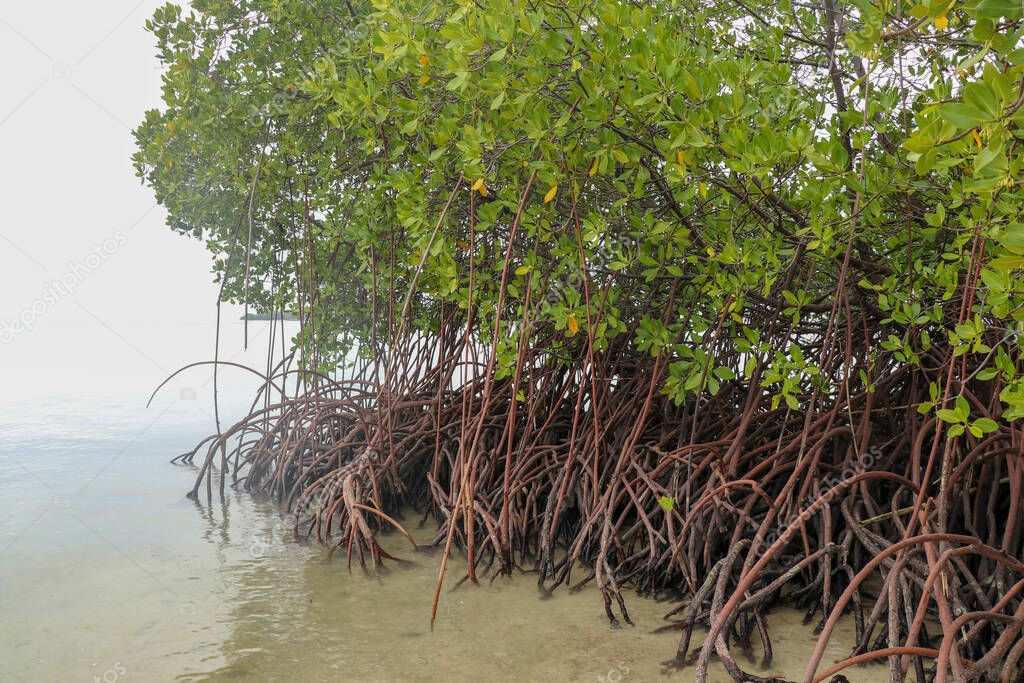 Close up of long mangrove tree roots. Mangrove at low tide. Mangrove and roots on sand, Lombok, Indonesia. Red mangrove, Rhizophora mangle. Best background for your project.