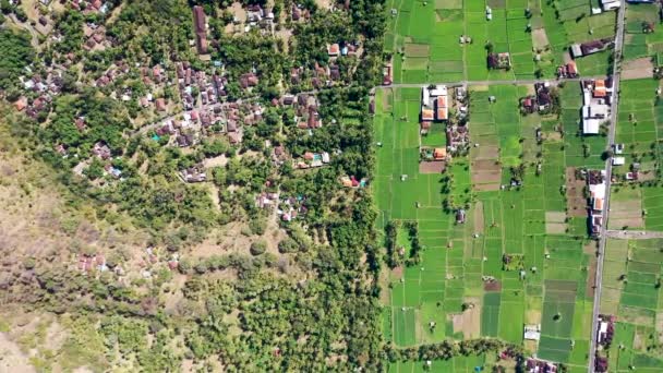 Haut Vers Bas Sur Les Rizières Terrasses Aériennes Personne Prairie — Video