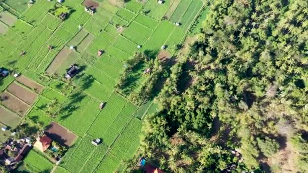 Letecká Krajina Mavic Pro Některých Zelených Rýžových Polí Blízkosti Tropické — Stock video