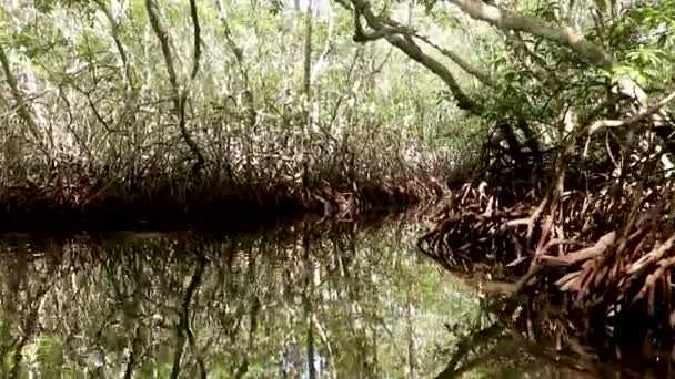 Bootsfahrt durch den Mangrovenwald. POV des Bugs eines Kanus bewegt sich langsam durch natürlichen Tunnel der Mangrovenwälder Vegetation — Stockvideo
