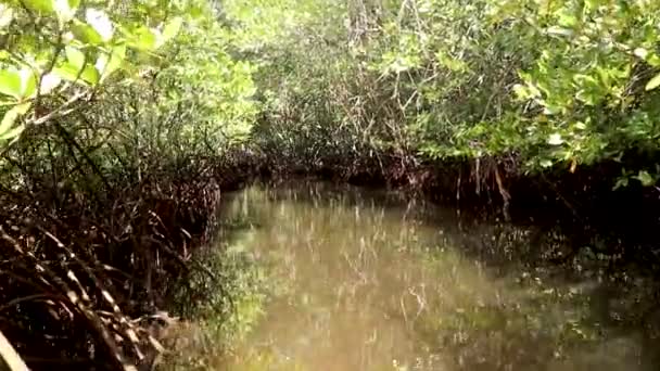 Visitando os Manguezais do Parque Nacional das Terras Húmidas de La Tovara. a Ramsar Site, de Matanchen Bay pelo Oceano Pacífico em Riviera Nayarit a costa do Estado de Nayarit do México na América Central — Vídeo de Stock