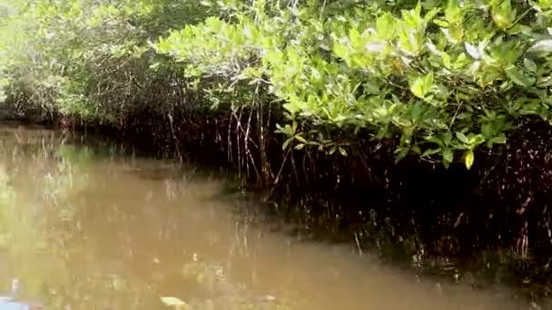 Besök i Mangroves of La Tovara Wetlands nationalpark. ett Ramsar område i Matanchen Bay vid Stilla havet i Riviera Nayarit kusten av Nayarit Staten Mexiko i Centralamerika — Stockvideo