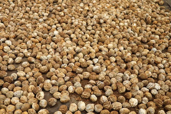 Drying Macadamia Nut Outdoor Wologai Village East Nusa Tenggara — Stock Photo, Image