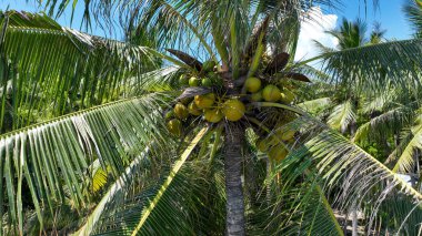 Güzel tropikal sahilde yakın plan hindistan cevizi palmiyesi ağacı. Güneş ışığı olan tropik palmiye ağacı. Tropikal bir orman. Palmiye yaprakları kapanır. Tatil ve doğa yolculuğu macera konsepti.
