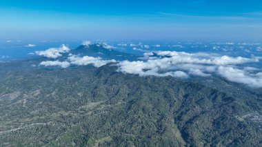 Close up of sprawling palm canopy with lush foliage beneath, capturing the rich biodiversity and tropical atmosphere of Flores island forests.