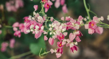 Doğada açan pembe çiçek. 