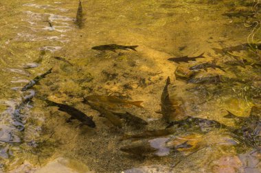 Tatlı su göletinde kahverengi balık 
