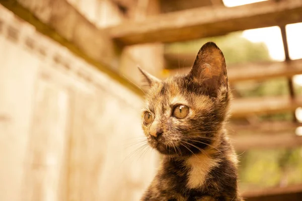 Bonito Gato Tailandês Amarelo Marrom Olhando Para Algo Foco Suave — Fotografia de Stock