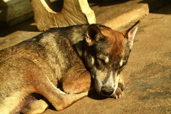 Carino Cane Dormire Sul Pavimento — Foto Stock