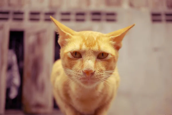 Schattig Thaise Kat Zoek Naar Iets — Stockfoto