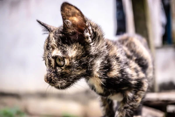 Gato Tailandês Bonito Procura Algo — Fotografia de Stock