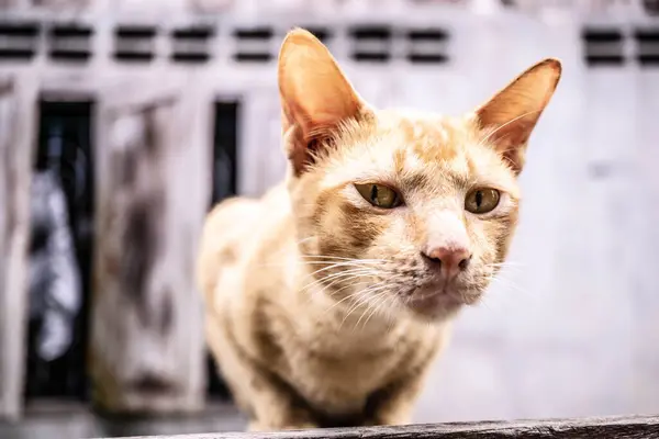Niedliche Thai Katze Auf Der Suche Nach Etwas — Stockfoto