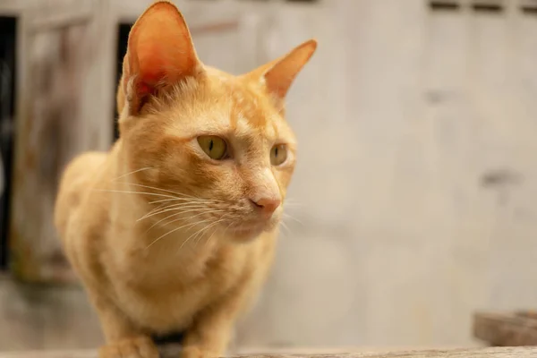 Gato Tailandês Bonito Procura Algo — Fotografia de Stock