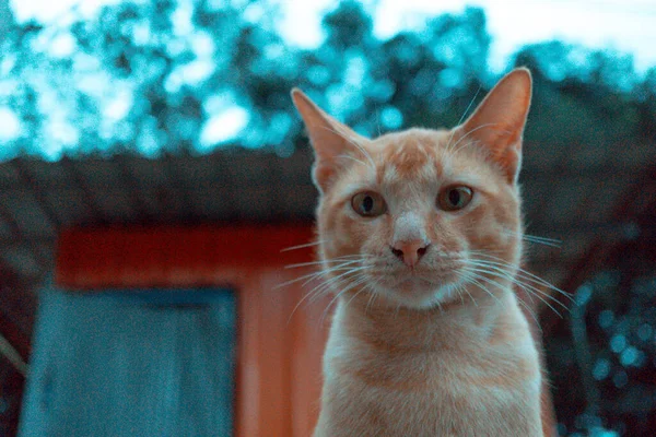 Carino Marrone Gatto Tailandese Guardando Qualcosa — Foto Stock