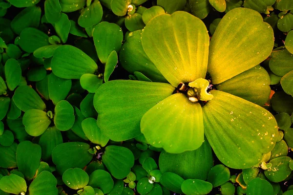 Зеленые Листья Весна Природа Рассвете — стоковое фото