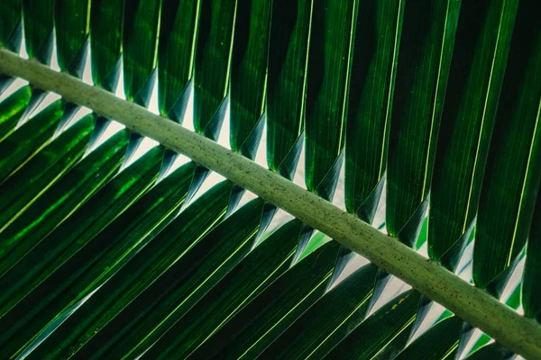 Hindistan cevizi dokusunun yeşil yaprağı bahar arkaplanı