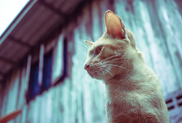 귀여운 오렌지색 고양이가 뭔가를보고 있어요 — 스톡 사진