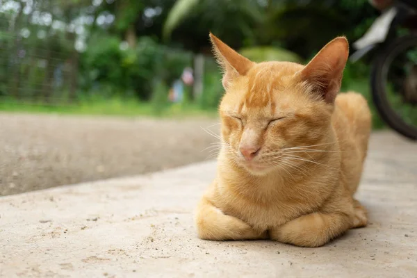 Adormecido Gato Tailandês Amarelo Marrom Bonito Chão — Fotografia de Stock