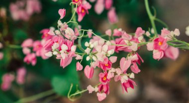 Doğada açan pembe çiçek. 