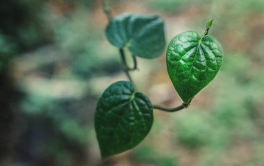 Yeşil yapraklar kalp şeklinde, Asya tropikal bitkisi 