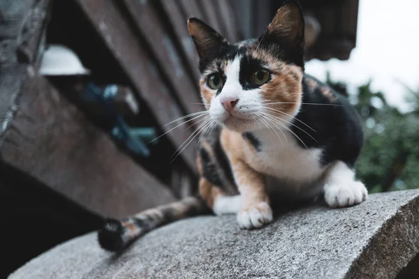 Gato Tres Colores Tailandia —  Fotos de Stock