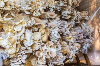 Mantar bir gruptaki bir fotoğraf