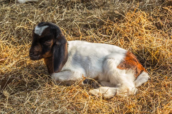 Une photo de Bébé chèvre — Photo