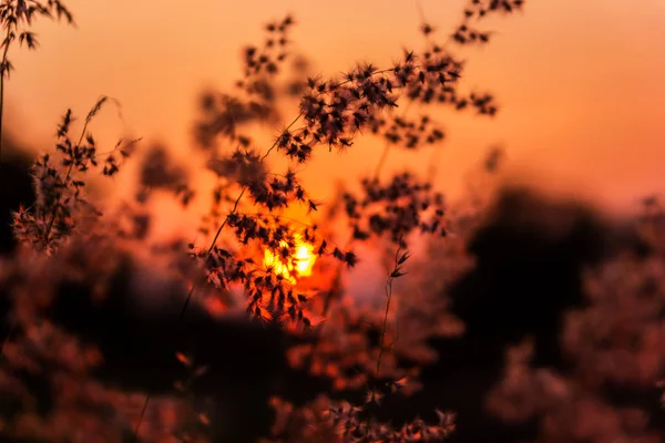 Äng och solnedgång — Stockfoto