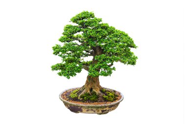 Bonsai