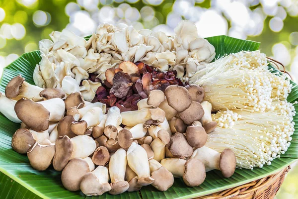 Mushrooms — Stock Photo, Image