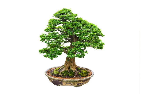 Bonsai. — Fotografia de Stock