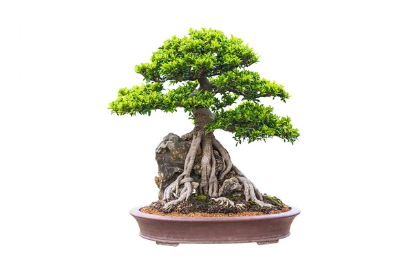 Bonsai ceny