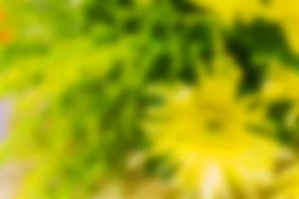 Flor natural Blur fundo — Fotografia de Stock