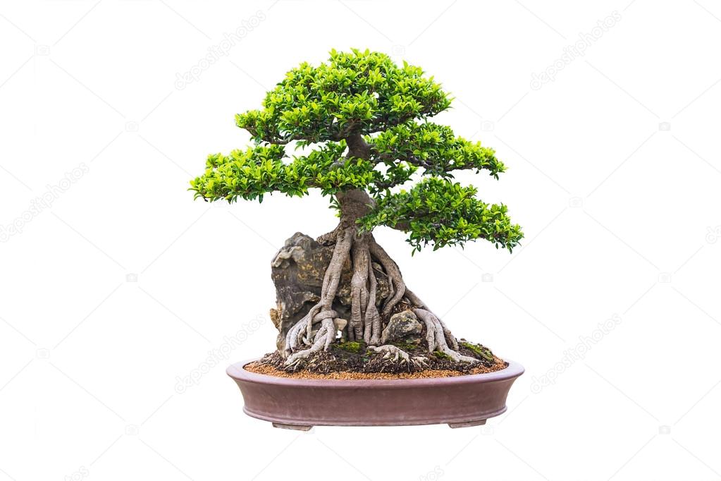 Bonsai Stock Photo by ©aireo 55948251